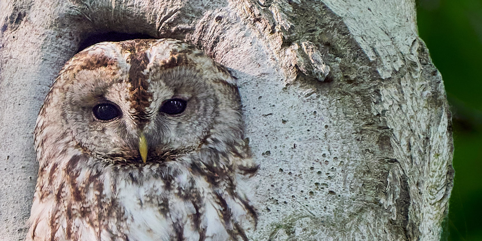 Waldkautz im Oberpark Bad Muskau